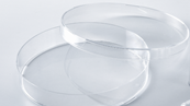 培養(yǎng)皿